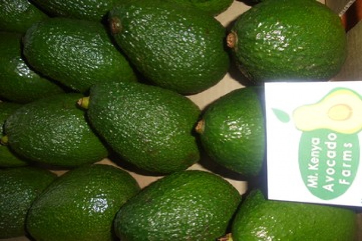 Hass-Avocados from Kenia